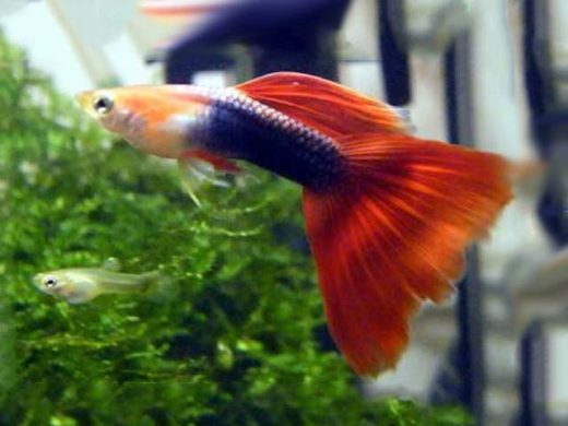 Different Types Of Guppy Fish (Guppies) With Pictures - Fish Guppy