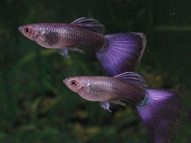 Different Types Of Guppy Fish (Guppies) With Pictures - Fish Guppy