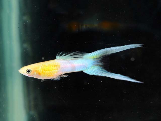 Double sword tail guppy
