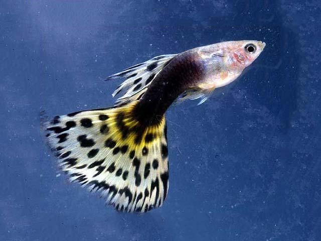 AOC (ANY OTHER COLOR) GUPPY