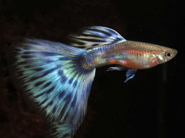 AOC (any other bi-color guppy)
