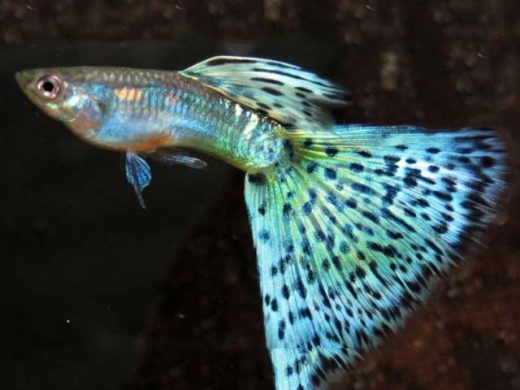 Different Types Of Guppy Fish (Guppies) With Pictures - Fish Guppy