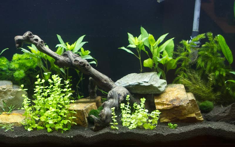 Guppy Fish Aquarium Tank Setup And Caring