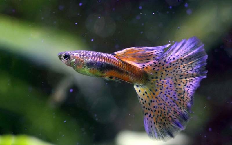 Guppy Fish - Everything You Need To Know