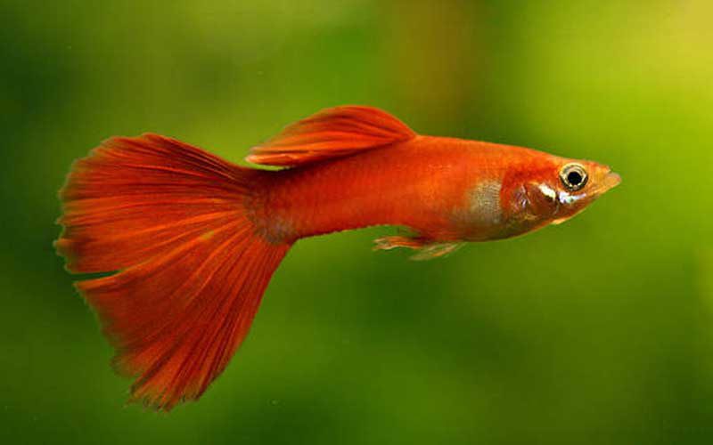 lifespan-of-guppy-fish