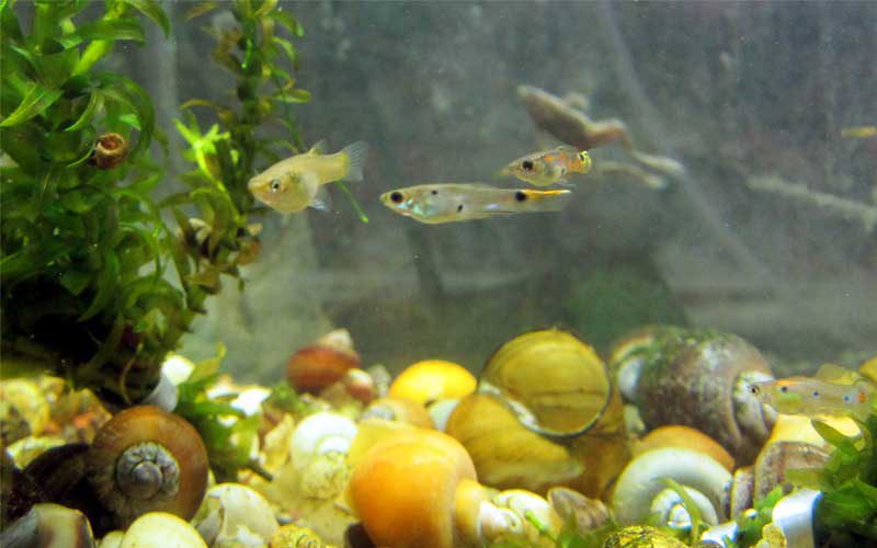 Why You Should Install Heater For Your Guppies