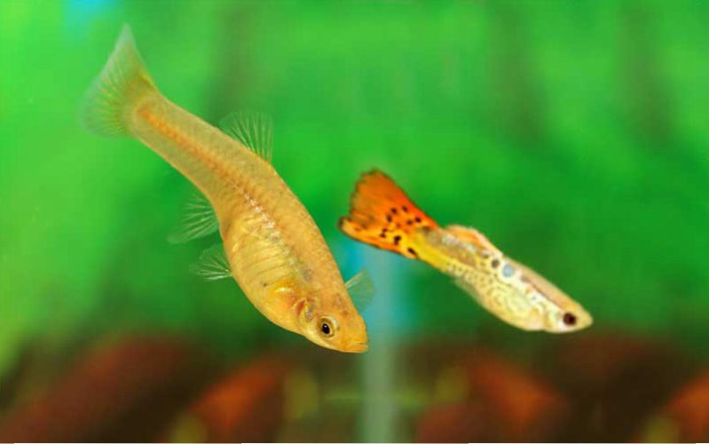 Secrets About How Guppies Get Pregnant  That Nobody Will 