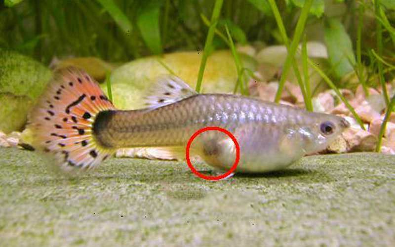 9 Signs Of Delivery By Pregnant Guppy Fish (Guppies) - Fish Guppy