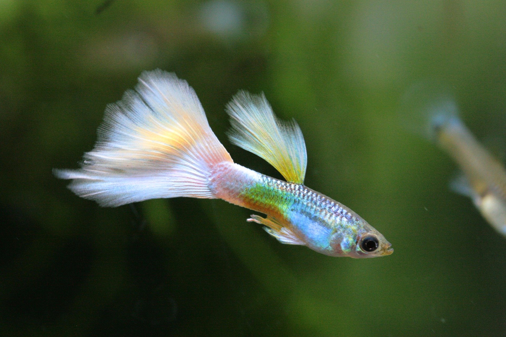 Why Is Guppies The Perfect Pet So Famous Fish Guppy