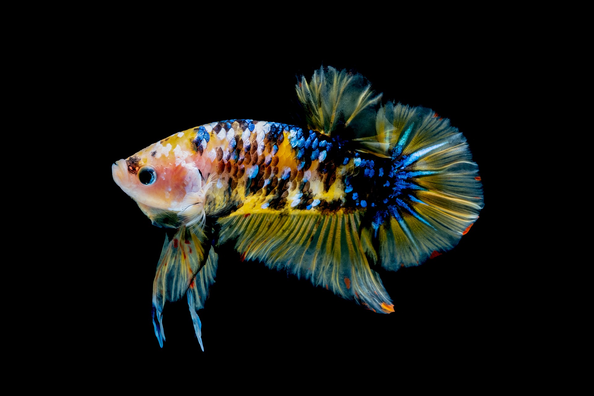 everything-you-need-to-know-about-betta-fish-fish-guppy