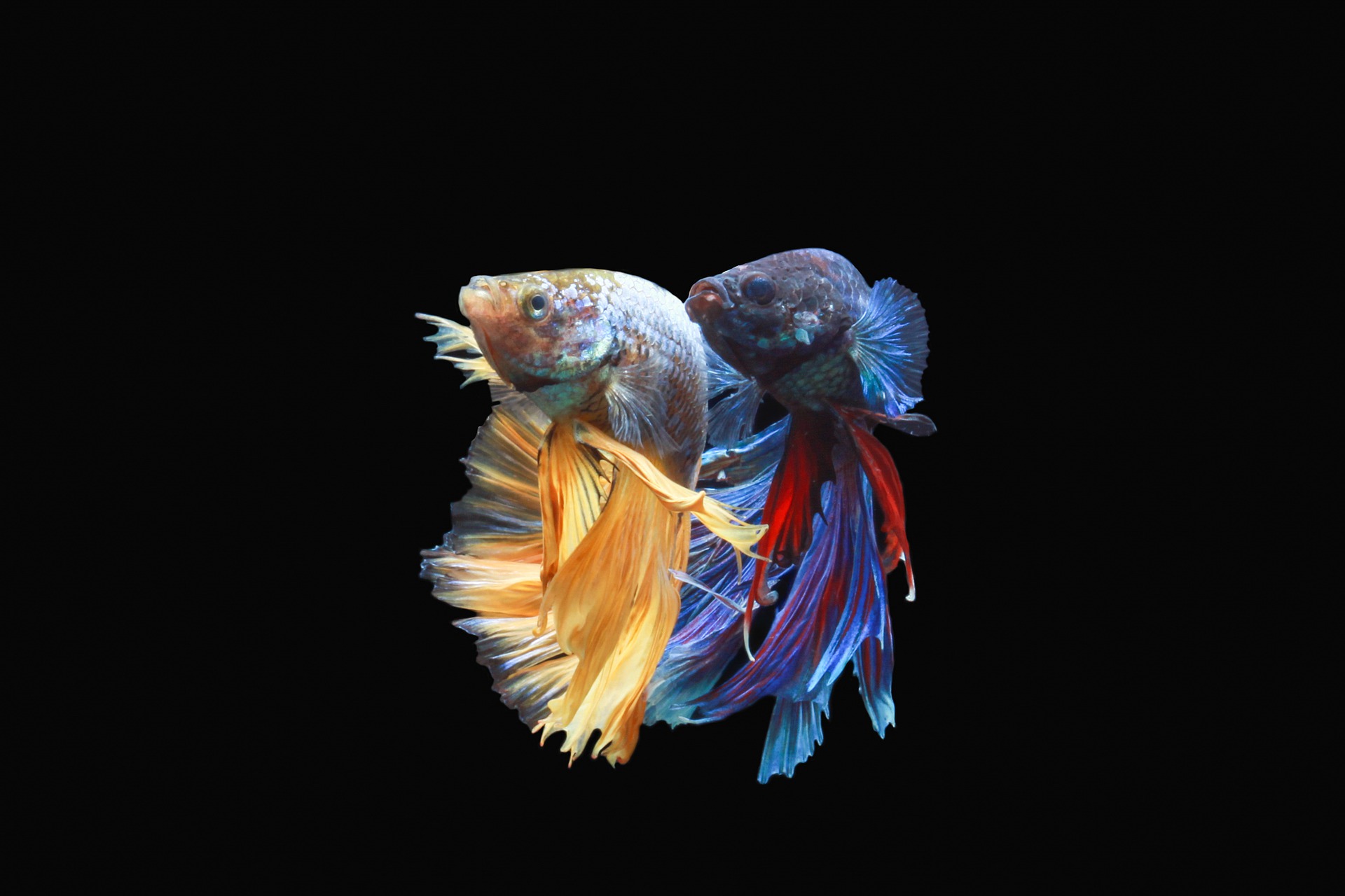 7 Fascinating Facts About Beautiful Betta Fish