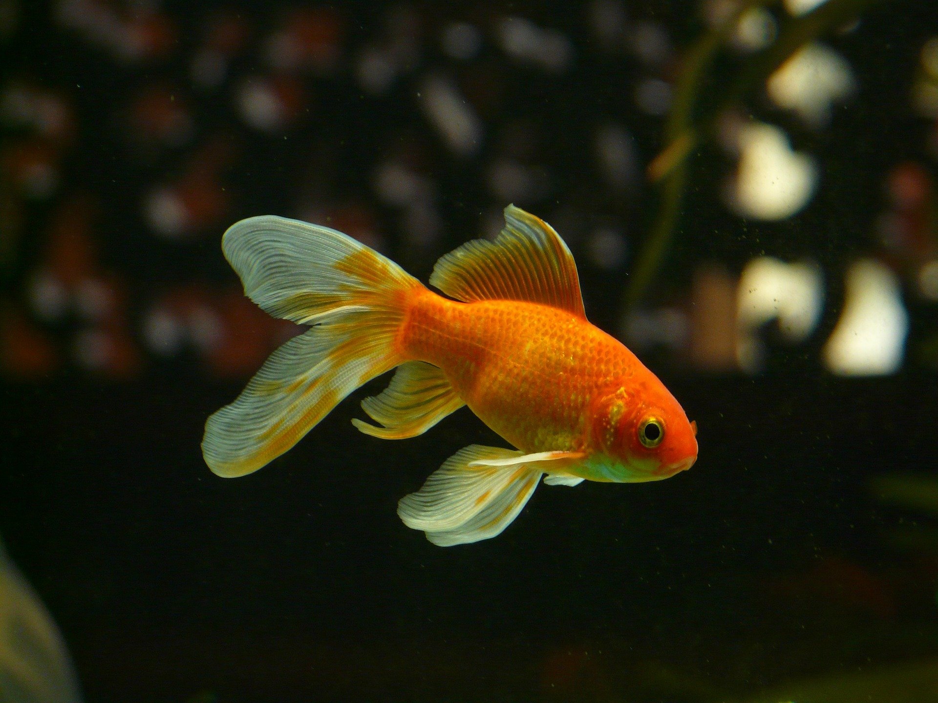 Goldfish Average Lifespan