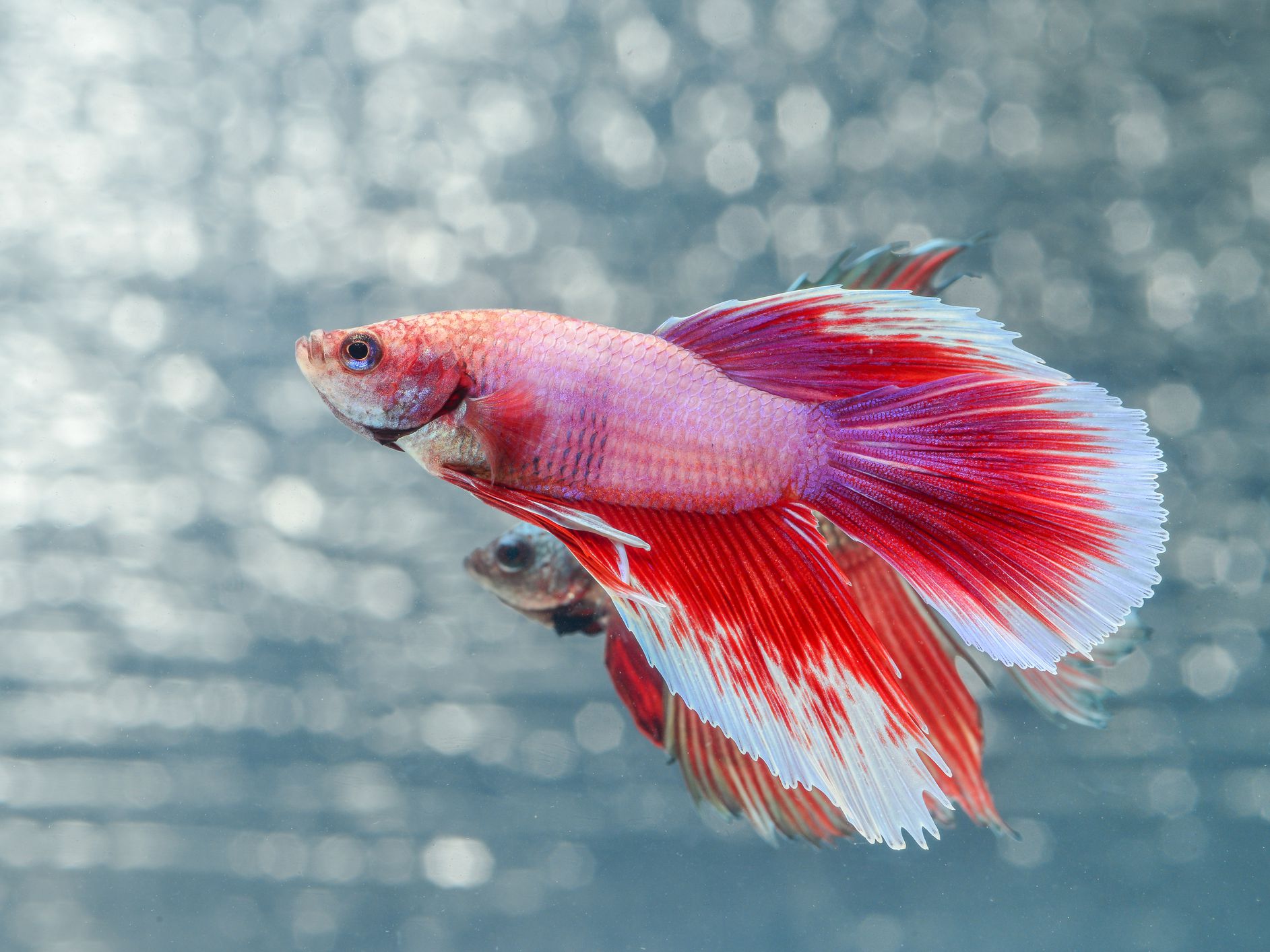 How to breed betta fish: A complete Guidance