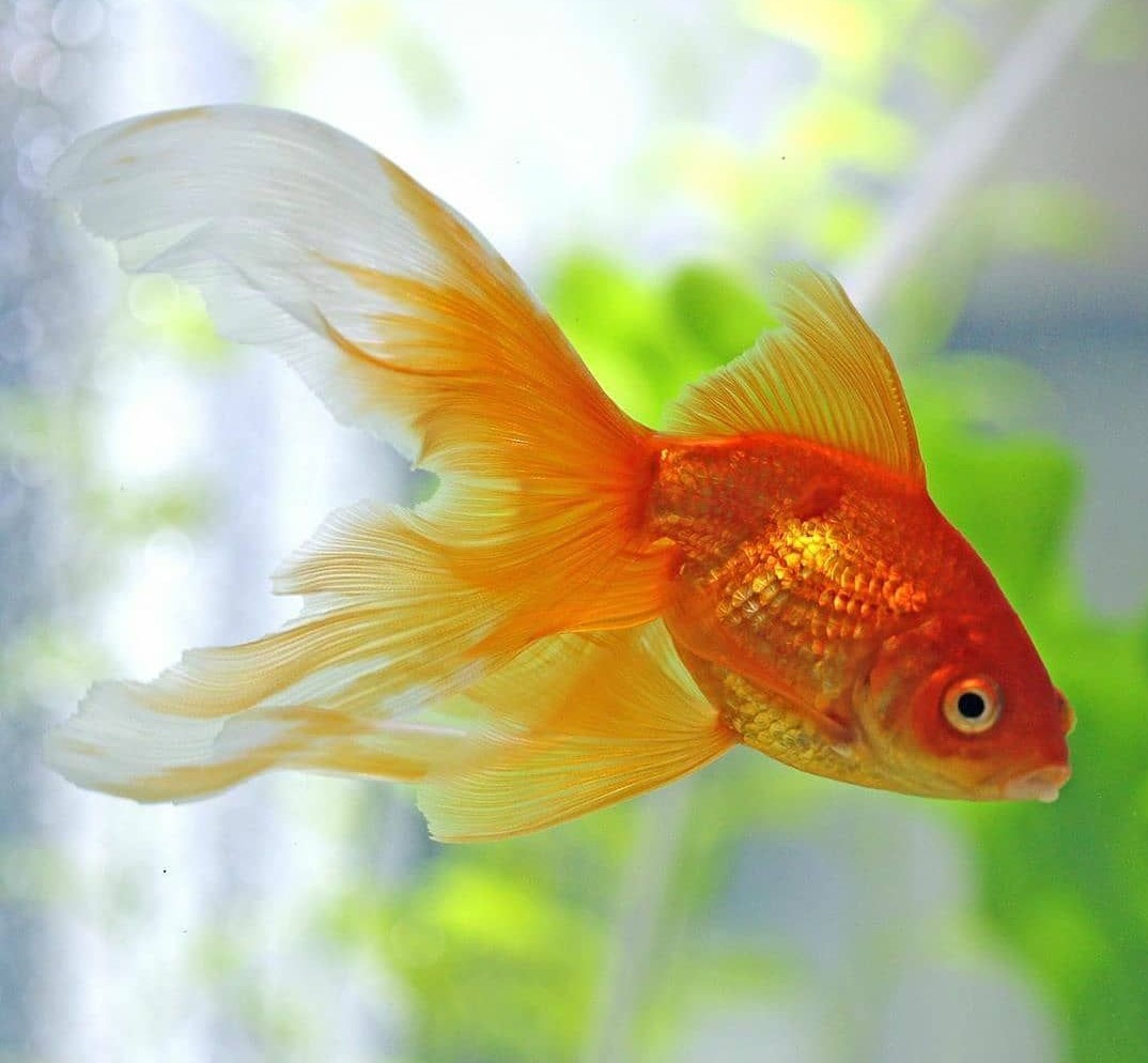 Interesting goldfish facts or fun facts about goldfish