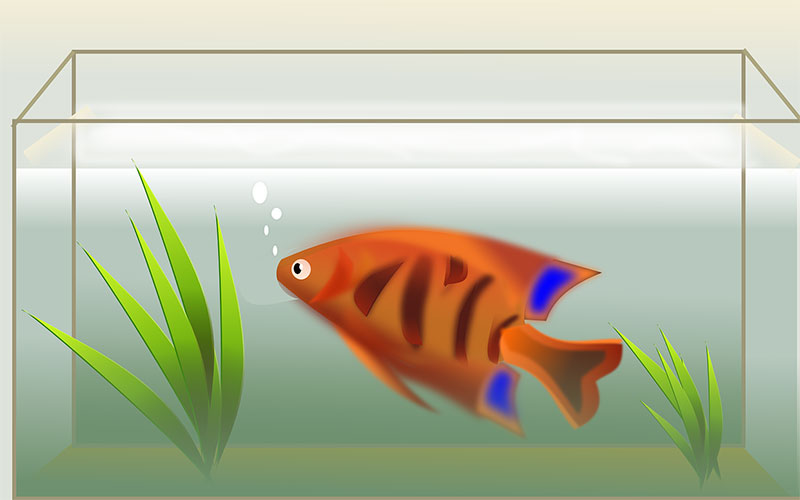 Tips to prepare discus fish tank