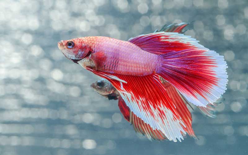 How to breed betta fish: A complete Guidance for a successful breeding