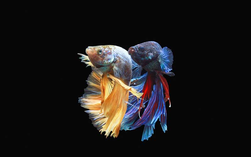 Facts About Beautiful Betta Fish