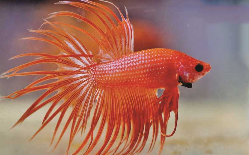 Know About Betta Fish