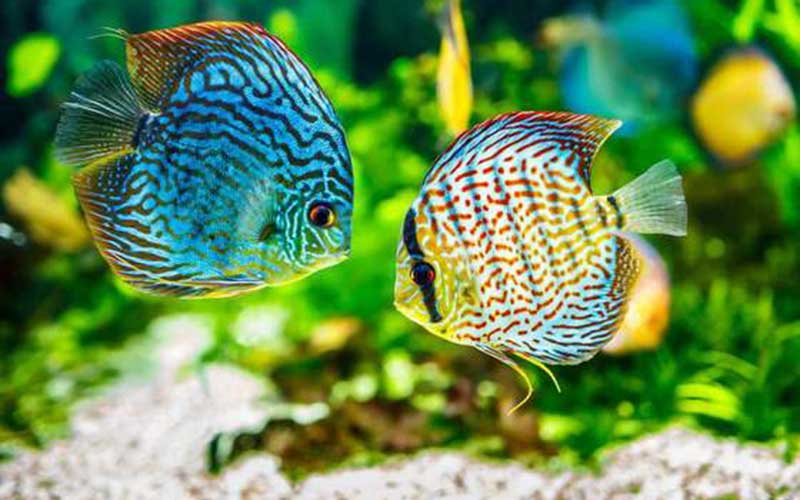 Discus fish care guidance