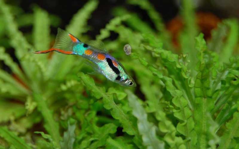 Pregnant guppy signs of delivery