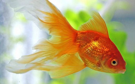 Goldfish Facts - Know Fun Facts About Goldfish & Goldfish Behaviour Facts