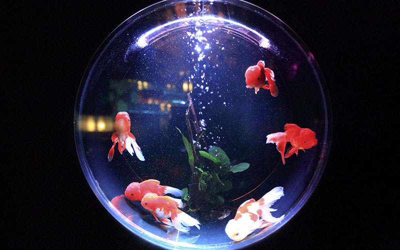 Goldfish tank size and set up