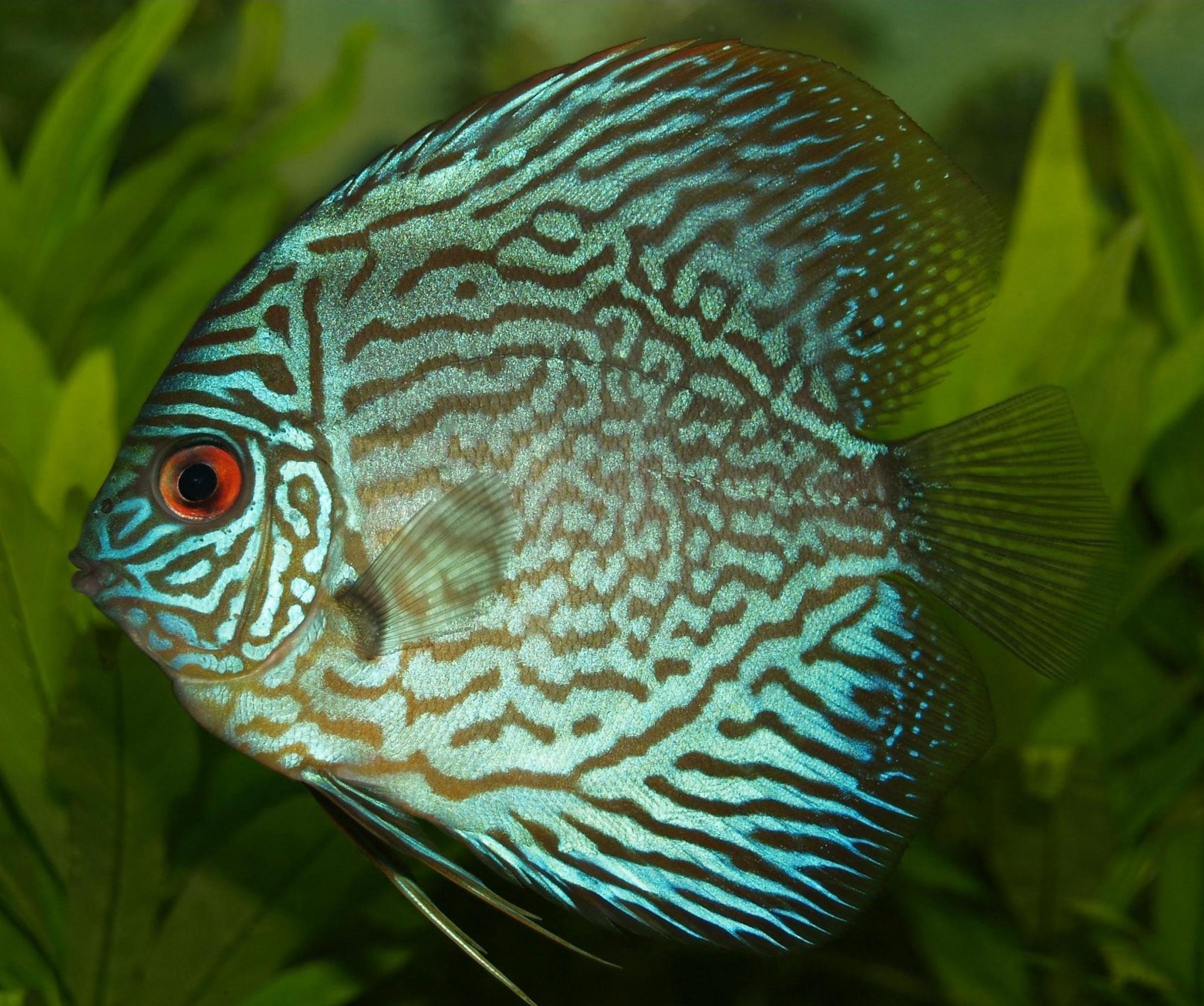 Learn About Colourful Cichlid Fish Types In The Next 60 Seconds.