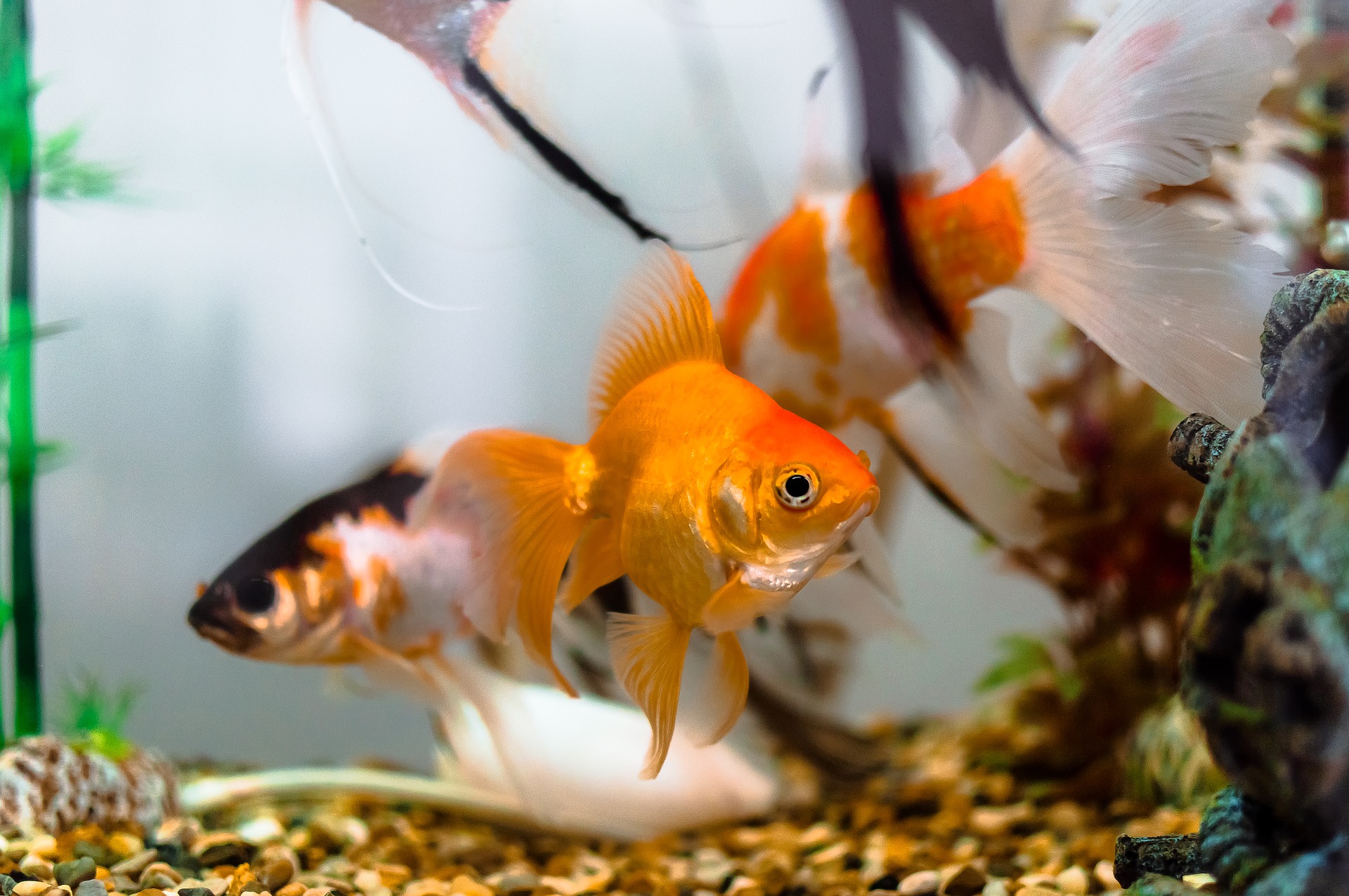 Guidelines for a good fish tank for goldfish