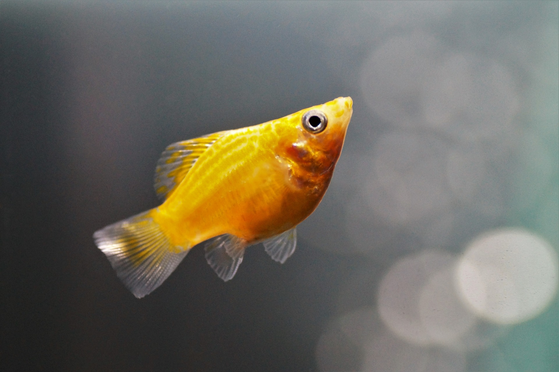 7 Facts Until You Reach Your How To Keep Goldfish Healthy