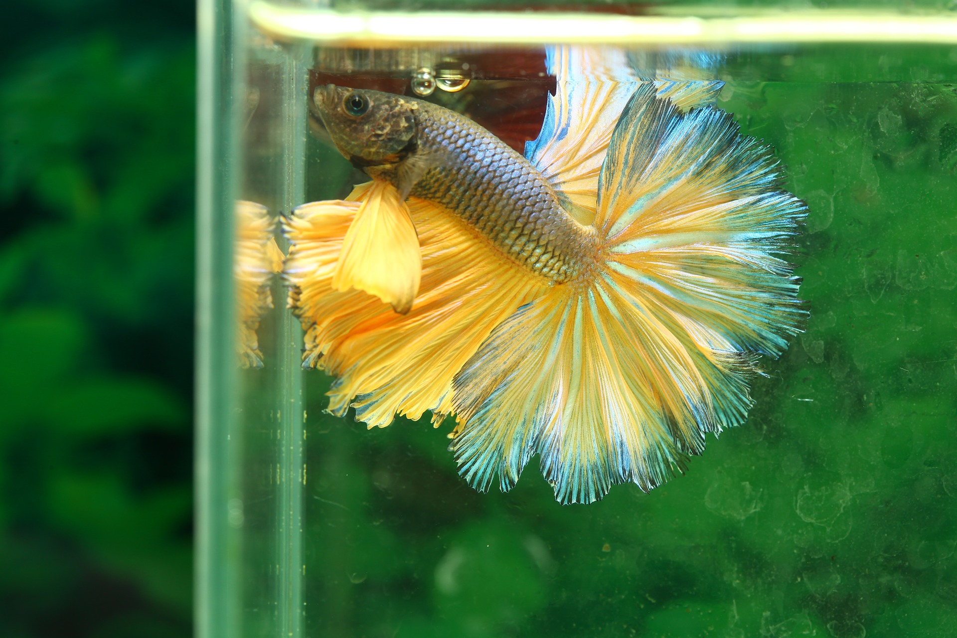 Why Rare Betta Fish Are So Special Secrets Revealed