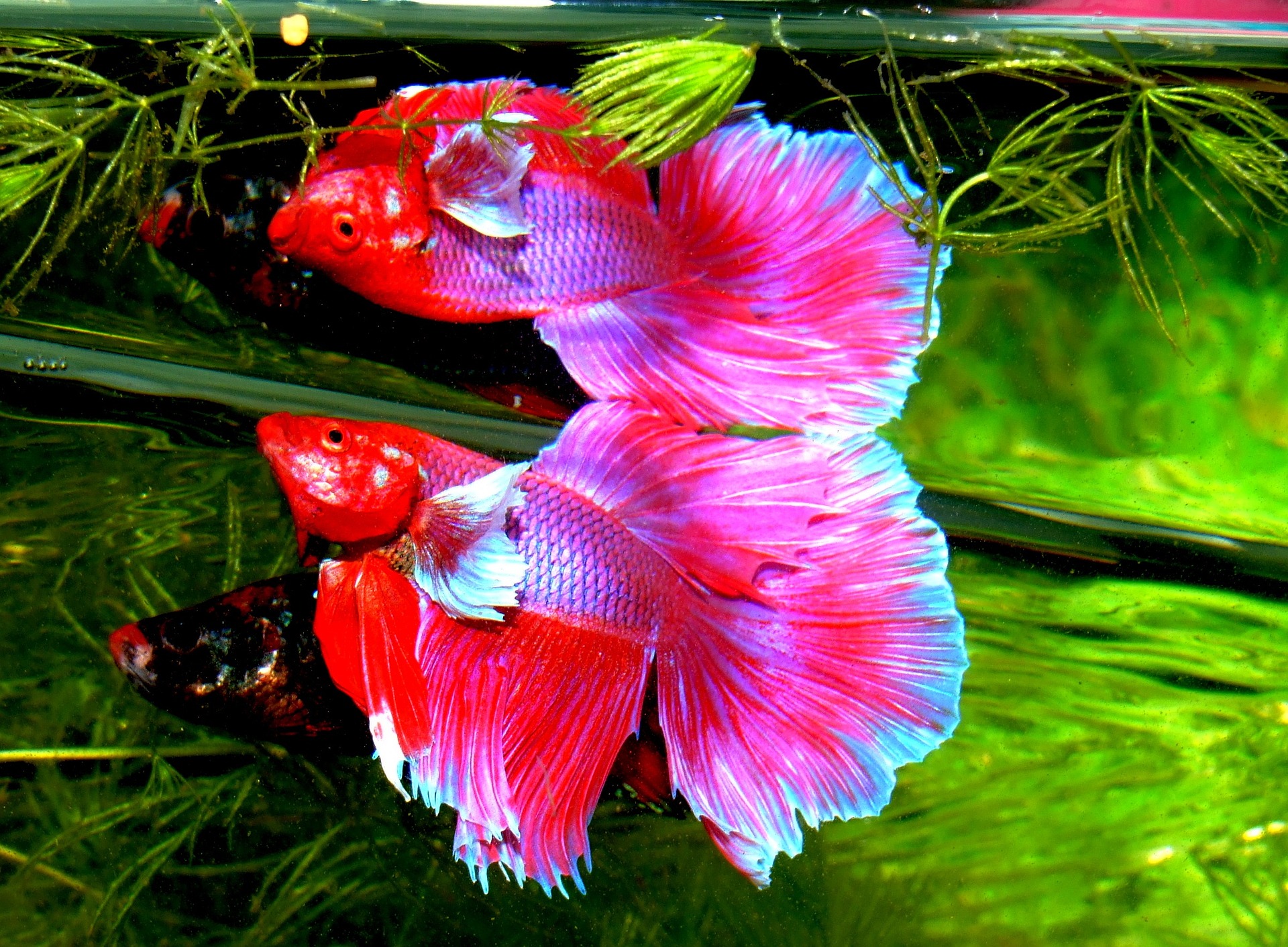 Interesting Facts about most rare betta fish