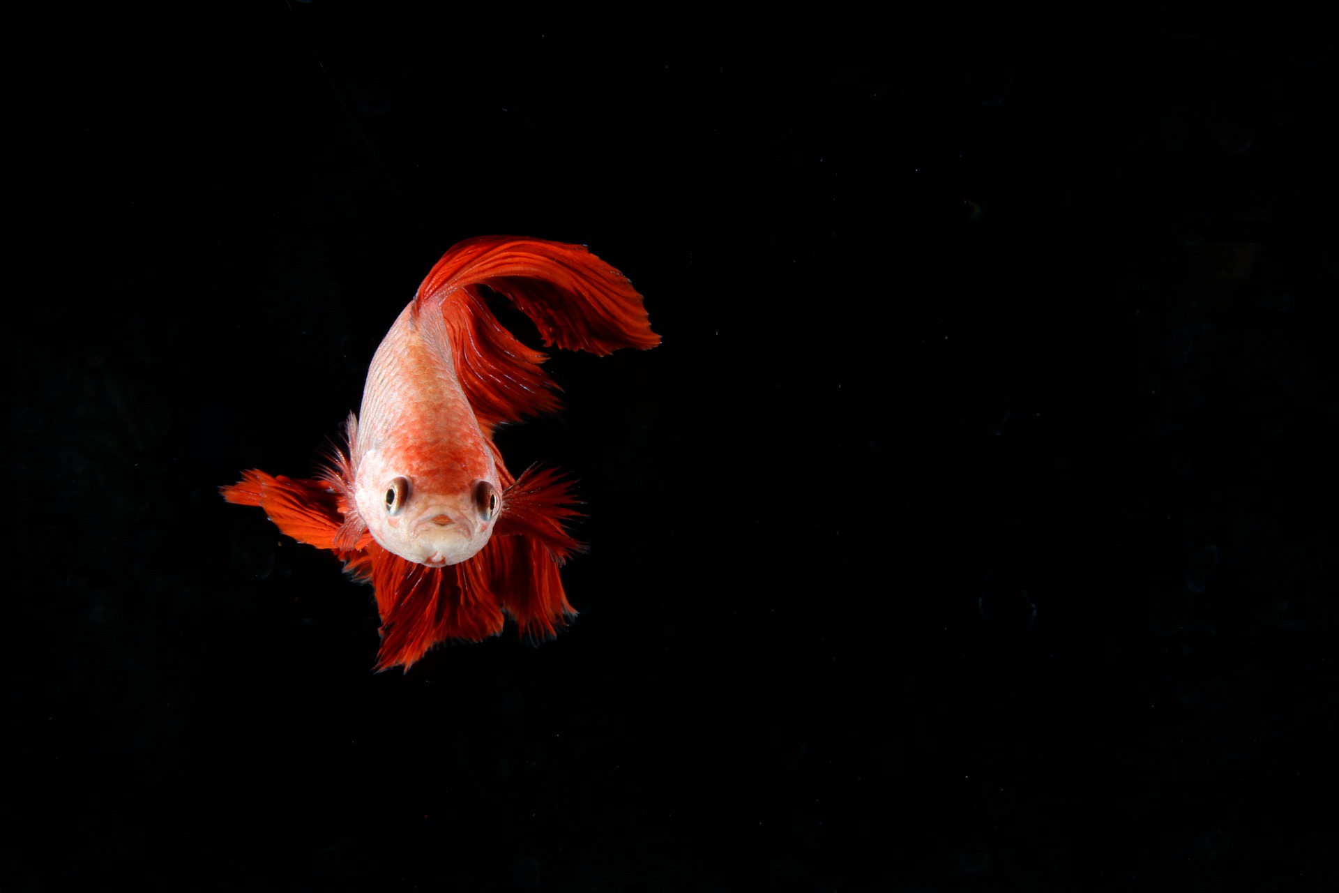 Guidelines For Raising Healthy Betta Fish
