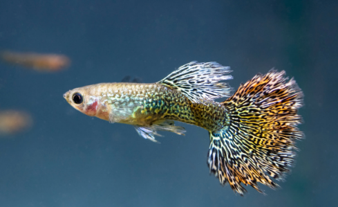 Different Types Of Guppy Fish (Guppies) With Pictures
