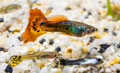 A Simple Guppy Aquarium Cleaning Schedule for Busy Owners