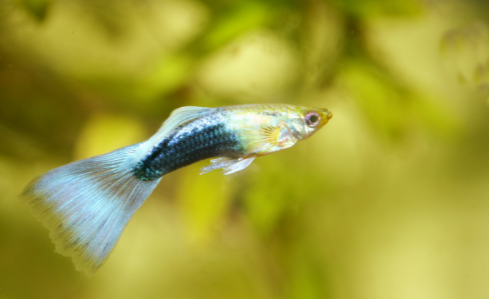 types of guppies with pictures