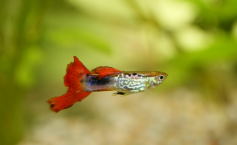 Quick Guide: Cycling Your Guppy Tank with Fish (The Safe Way)