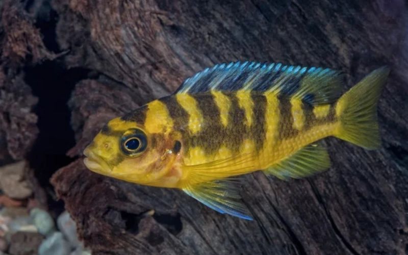 Bumblebee cichlid