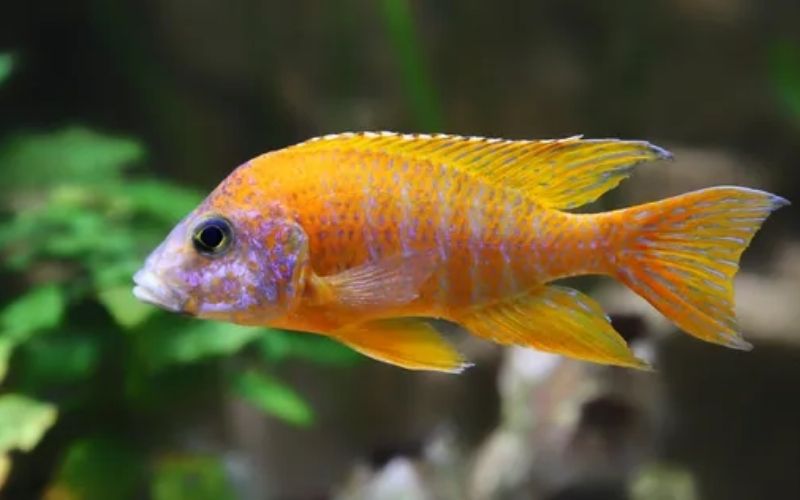 African Cichlid Types With Pictures | Rare Types of African Cichlids