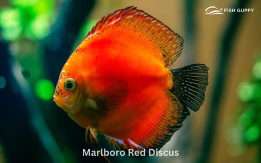 Marlboro Red Discus