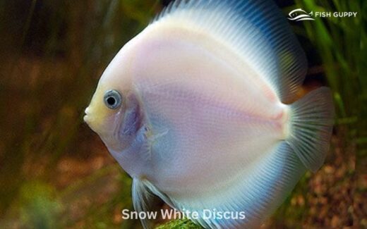 Snow White Discus