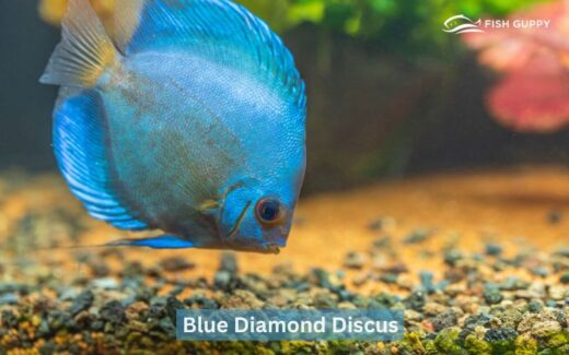 Blue Diamond Discus