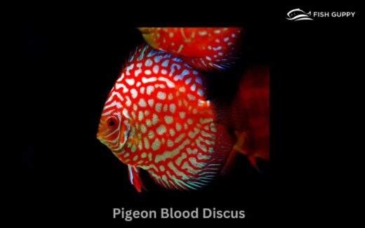 Pigeon Blood Discus