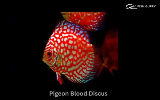 10 Types of Discus Fish Ranked by Beauty – Fishguppy.com