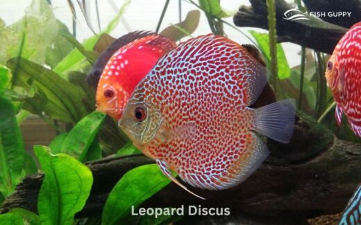 Leopard Discus