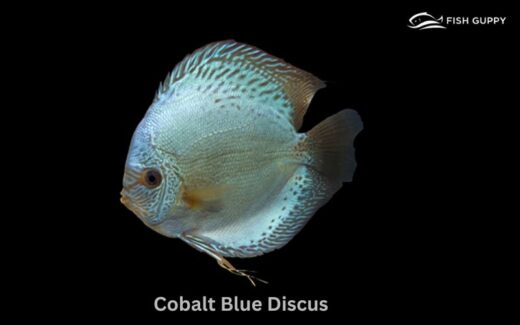 Cobalt Blue Discus