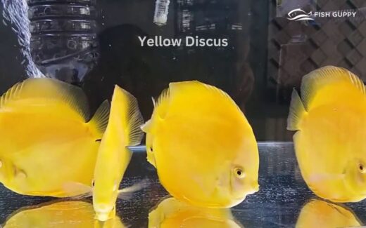 Yellow Discus