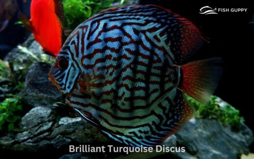 Brilliant Turquoise Discus