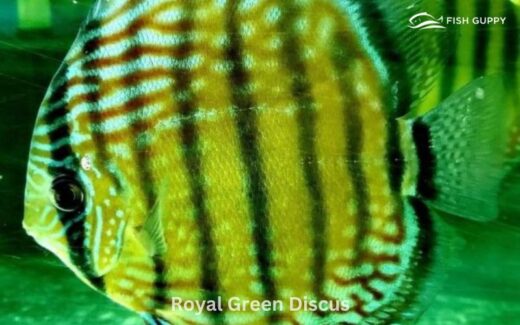 Royal Green Discus