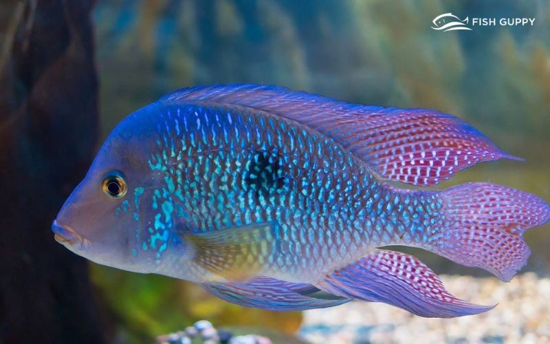 Cichlids Fish for Beginners