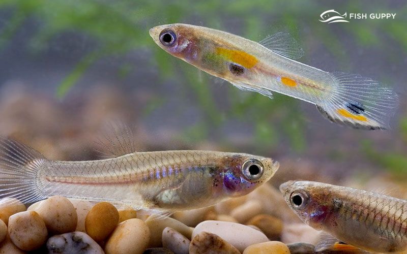 What Do Guppies Eat? A Comprehensive Guide to Feeding Your Guppies